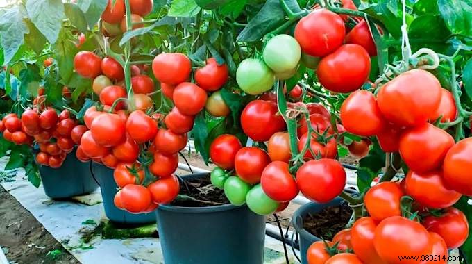 Easy:25 Fruits and Vegetables to Grow In Pots On Your BALCONY. 