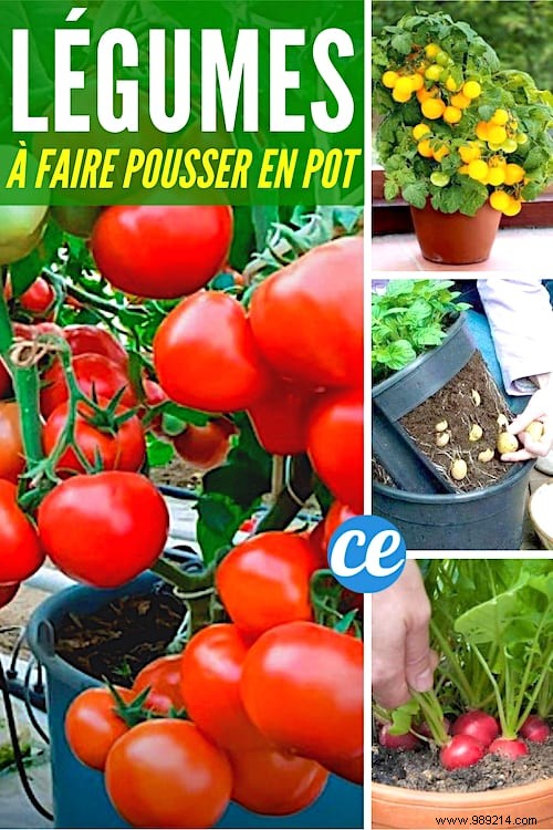 Easy:25 Fruits and Vegetables to Grow In Pots On Your BALCONY. 