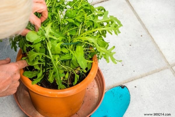 Easy:25 Fruits and Vegetables to Grow In Pots On Your BALCONY. 