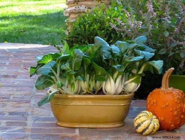 Easy:25 Fruits and Vegetables to Grow In Pots On Your BALCONY. 