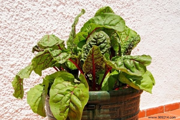 Easy:25 Fruits and Vegetables to Grow In Pots On Your BALCONY. 