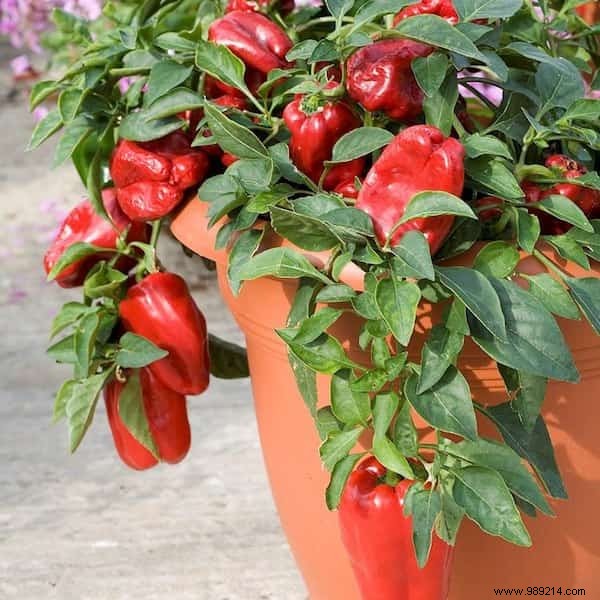 Easy:25 Fruits and Vegetables to Grow In Pots On Your BALCONY. 