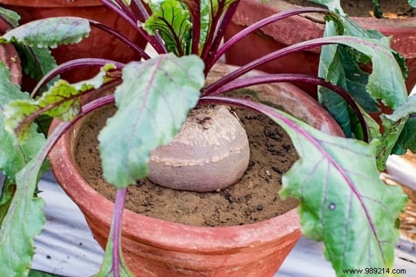 Easy:25 Fruits and Vegetables to Grow In Pots On Your BALCONY. 