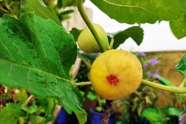 Easy:25 Fruits and Vegetables to Grow In Pots On Your BALCONY. 