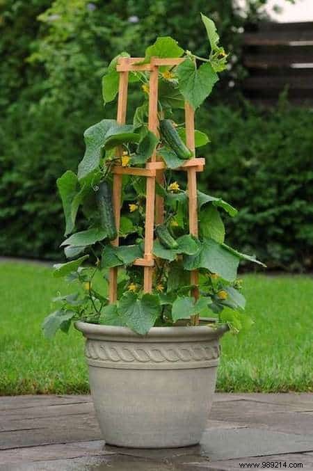 Easy:25 Fruits and Vegetables to Grow In Pots On Your BALCONY. 