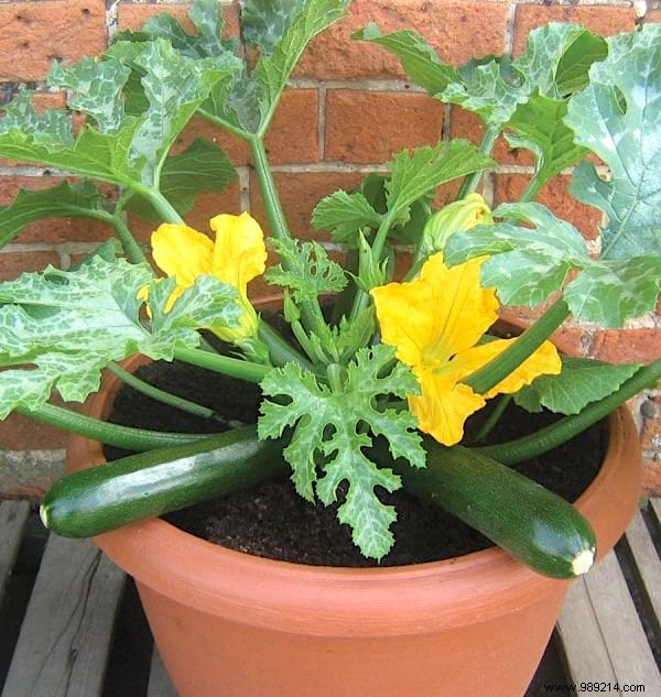 Easy:25 Fruits and Vegetables to Grow In Pots On Your BALCONY. 