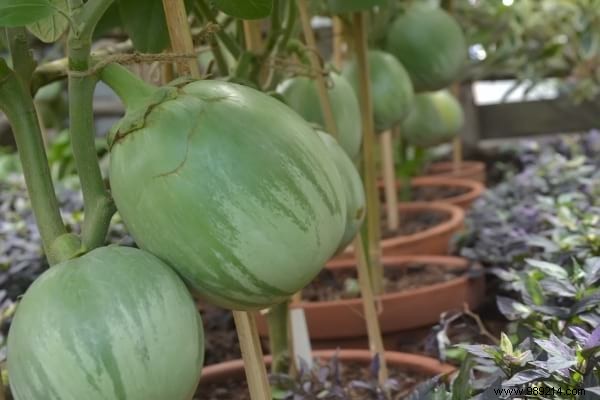 Easy:25 Fruits and Vegetables to Grow In Pots On Your BALCONY. 