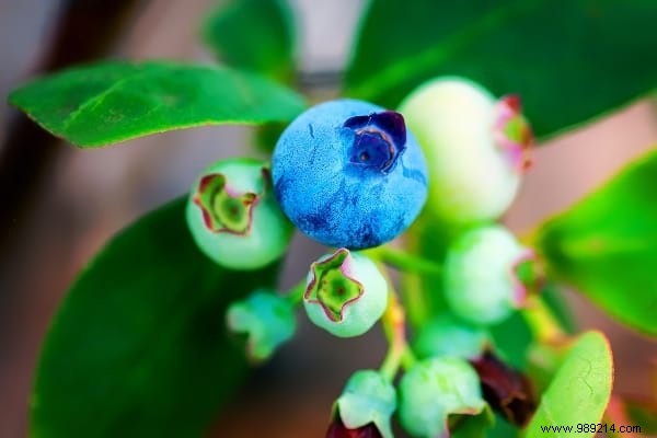 Easy:25 Fruits and Vegetables to Grow In Pots On Your BALCONY. 