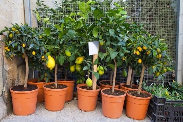 Easy:25 Fruits and Vegetables to Grow In Pots On Your BALCONY. 