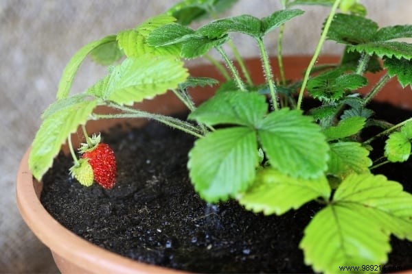 Easy:25 Fruits and Vegetables to Grow In Pots On Your BALCONY. 