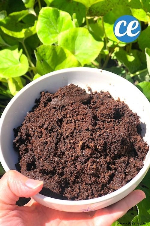 What To Do With Coffee Grounds In The Garden? 5 Bluffing Uses. 