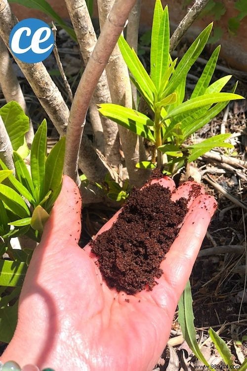 What To Do With Coffee Grounds In The Garden? 5 Bluffing Uses. 