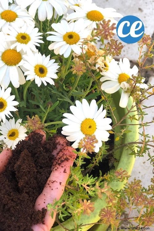 What To Do With Coffee Grounds In The Garden? 5 Bluffing Uses. 