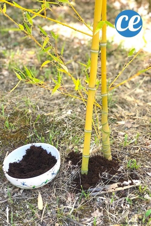 What To Do With Coffee Grounds In The Garden? 5 Bluffing Uses. 