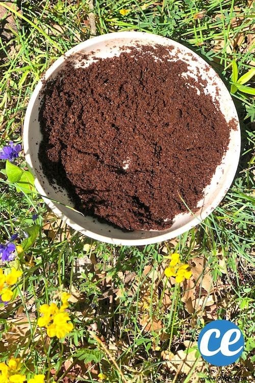 What To Do With Coffee Grounds In The Garden? 5 Bluffing Uses. 