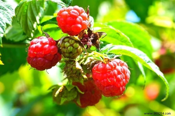 Fruit Hedge:10 Shrubs to Plant to Have Fruit in Your Hedge. 