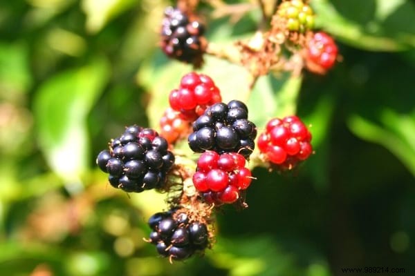 Fruit Hedge:10 Shrubs to Plant to Have Fruit in Your Hedge. 