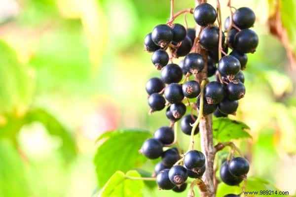 Fruit Hedge:10 Shrubs to Plant to Have Fruit in Your Hedge. 