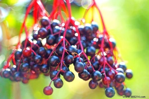 Fruit Hedge:10 Shrubs to Plant to Have Fruit in Your Hedge. 