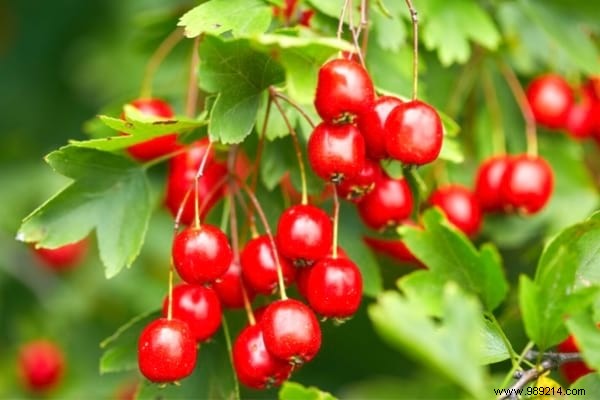 Fruit Hedge:10 Shrubs to Plant to Have Fruit in Your Hedge. 