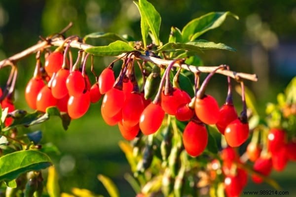 Fruit Hedge:10 Shrubs to Plant to Have Fruit in Your Hedge. 