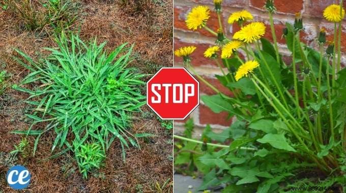 The 15 Worst Garden Weeds (And the Ways to Get Rid of Them). 