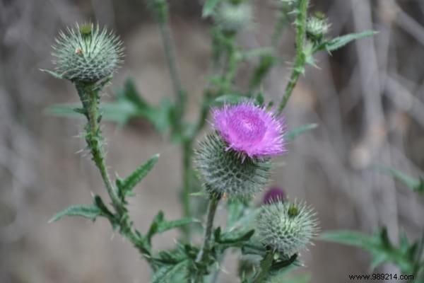 The 15 Worst Garden Weeds (And the Ways to Get Rid of Them). 