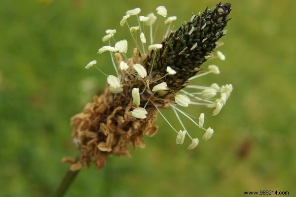 The 15 Worst Garden Weeds (And the Ways to Get Rid of Them). 