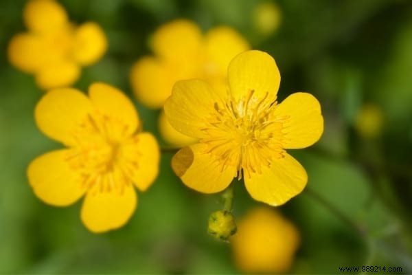 The 15 Worst Garden Weeds (And the Ways to Get Rid of Them). 