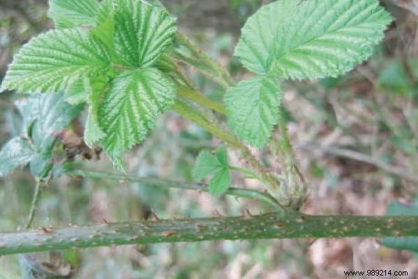 The 15 Worst Garden Weeds (And the Ways to Get Rid of Them). 