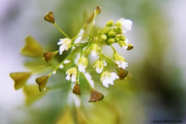 The 15 Worst Garden Weeds (And the Ways to Get Rid of Them). 