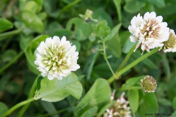 The 15 Worst Garden Weeds (And the Ways to Get Rid of Them). 