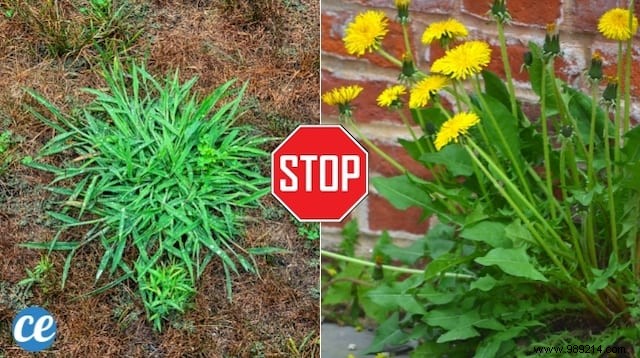 The 15 Worst Garden Weeds (And the Ways to Get Rid of Them). 