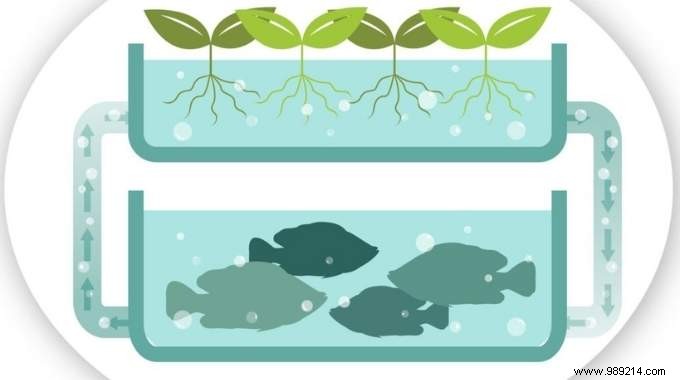 What is Aquaponics? The Diagram To Understand Everything. 