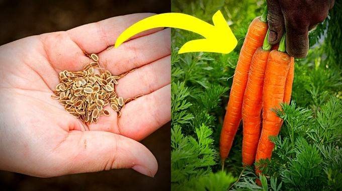 5 Easy Steps To Grow Carrots ALL YEAR ROUND. 