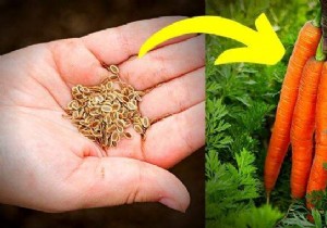 5 Easy Steps To Grow Carrots ALL YEAR ROUND. 