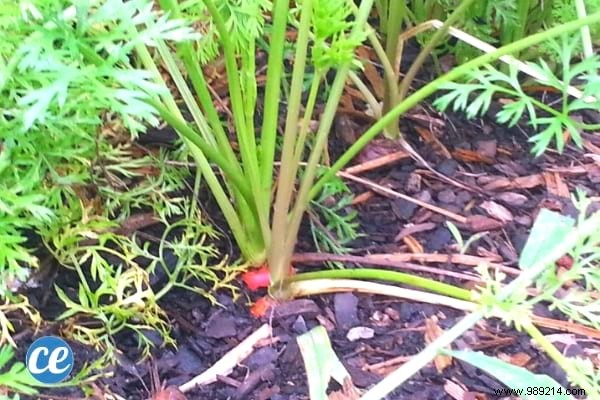 5 Easy Steps To Grow Carrots ALL YEAR ROUND. 