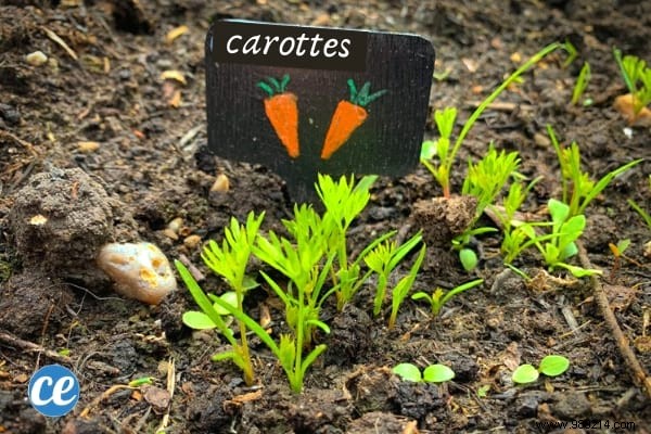 5 Easy Steps To Grow Carrots ALL YEAR ROUND. 