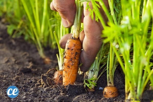 5 Easy Steps To Grow Carrots ALL YEAR ROUND. 