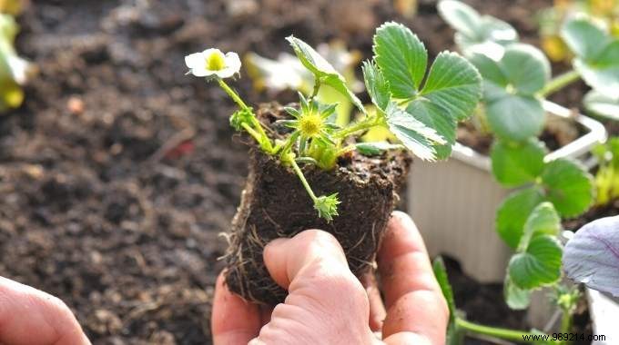 What to Plant in March in the Vegetable Garden? 15 Vegetables That Grow Easily. 