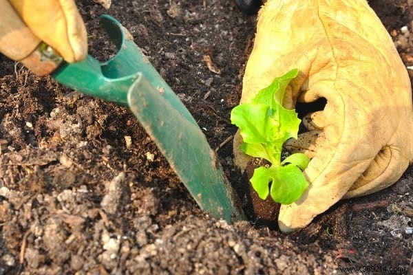 What to Plant in March in the Vegetable Garden? 15 Vegetables That Grow Easily. 