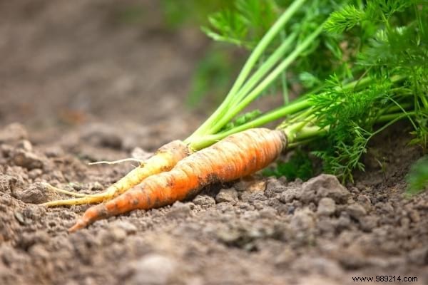 What to Plant in March in the Vegetable Garden? 15 Vegetables That Grow Easily. 