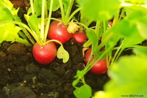 What to Plant in March in the Vegetable Garden? 15 Vegetables That Grow Easily. 