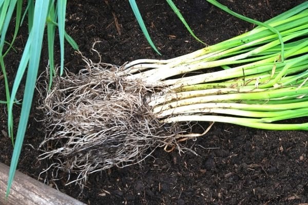 What to Plant in March in the Vegetable Garden? 15 Vegetables That Grow Easily. 