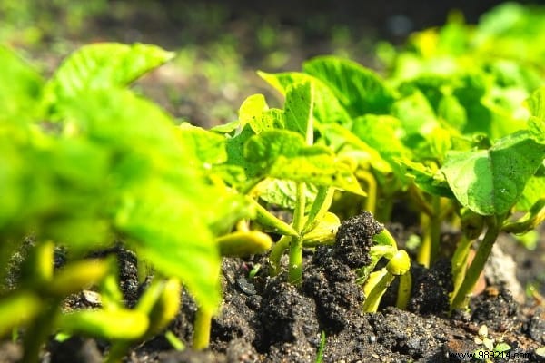 What to Plant in March in the Vegetable Garden? 15 Vegetables That Grow Easily. 