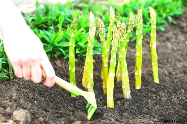 What to Plant in March in the Vegetable Garden? 15 Vegetables That Grow Easily. 