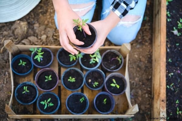 What to Plant in March in the Vegetable Garden? 15 Vegetables That Grow Easily. 