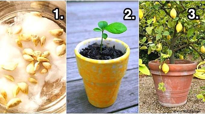 How To Grow A Lemon Tree From A Seed (The Easy Tutorial). 