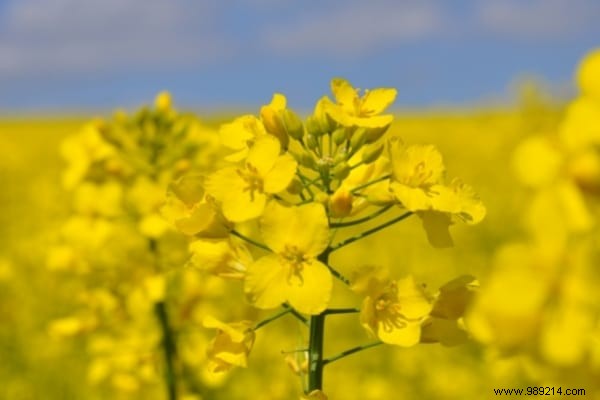 6 Green Fertilizers That Boost Your Vegetable Garden s Fertility. 