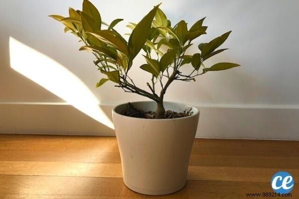 How To Grow A Lemon Tree From A Seed (The Easy Tutorial). 